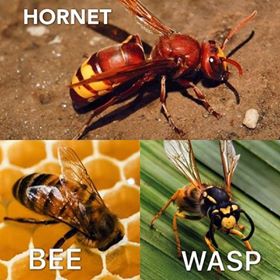 Hornets, Bees and Wasps - Pests R Us