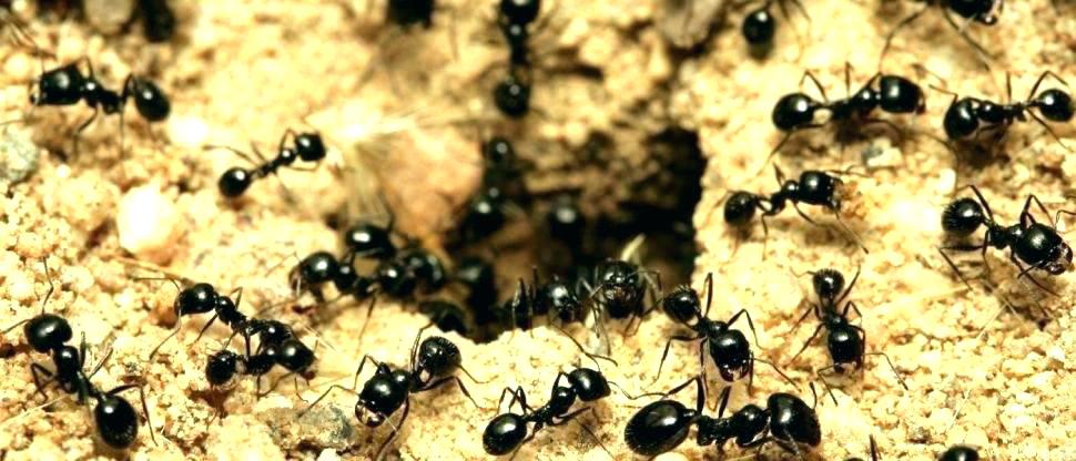 Ants - Pests R Us